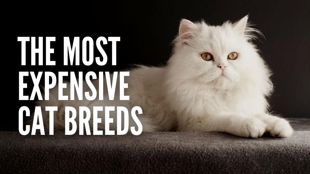 Most Expensive Cats