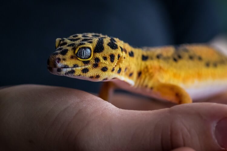 Most Expensive Leopard Gecko