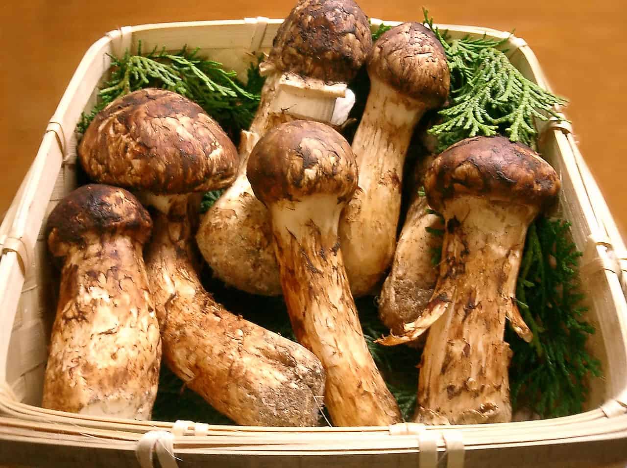 Most Expensive Mushrooms